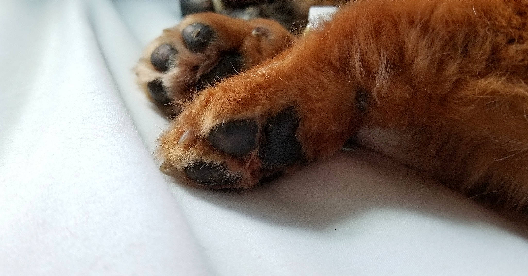 Rosie is registered to the contest to win money with this photo: canidae, carnivore, claw, dog, dog_breed, fawn, fur, paw, puppy, snout, whiskers