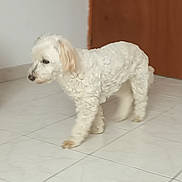 Fraise participe au concours pour gagner de l'argent avec cette photo : animal, blur, canine, companion, curious, cute, dog, domestic, door, floor, fur, home, house, indoor, motion, pet, small_dog, tile_floor, walking, white_dog