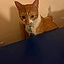 cat, orange_cat, white_cat, collar, tags, chair, wooden_chair, indoor, pet, animal, curious, looking, feline, domestic_cat, table, beige_wall, shadow, closeup, sitting, cute