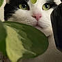 animal, black_and_white, cat, close_up, curious, domestic, eye_contact, feline, flora, green_eyes, hidden, indoor, leaf, nature, pet, pink_nose, plant, portrait, soft_light, whiskers