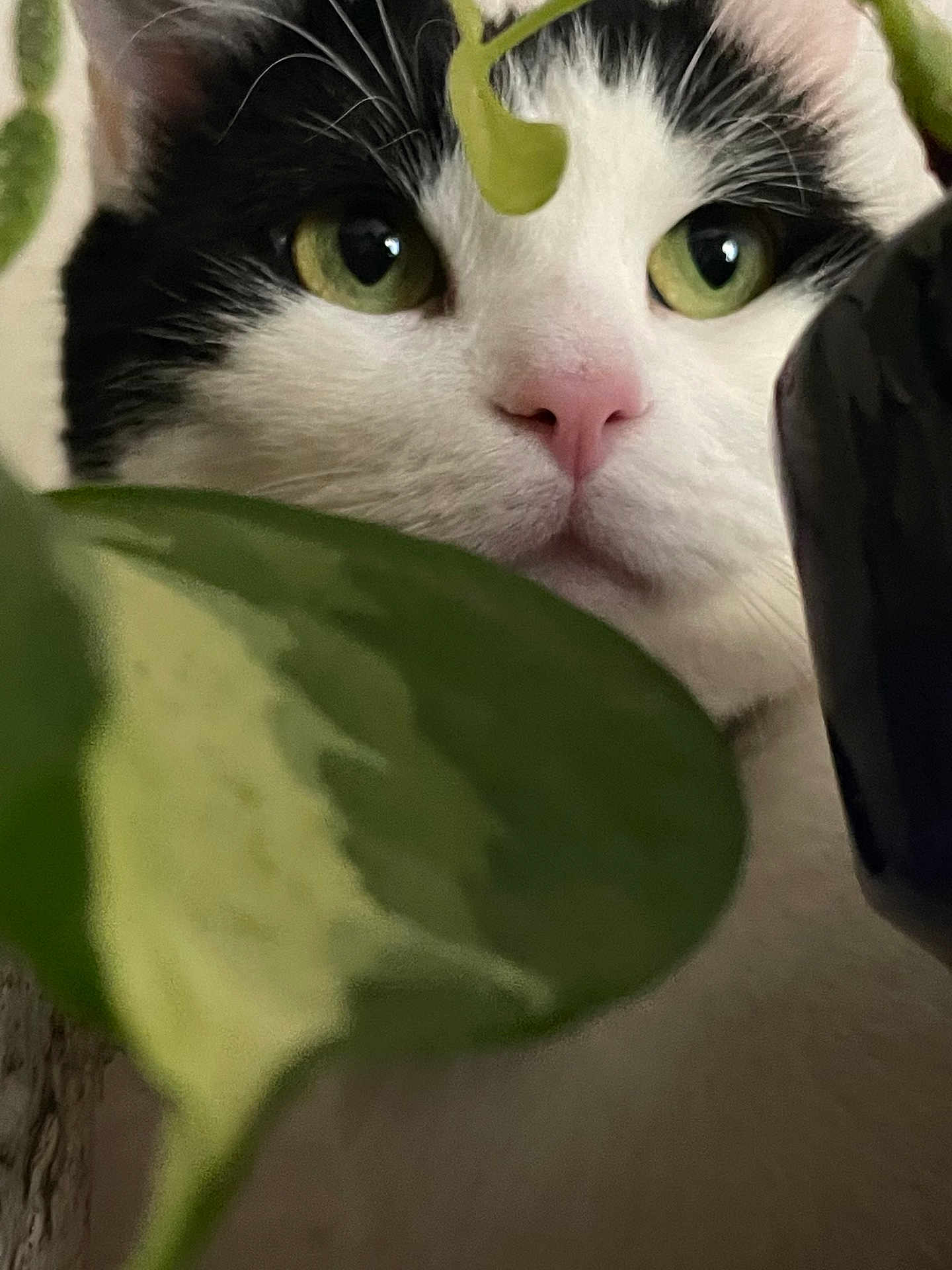Bob participe au concours pour gagner de l'argent avec cette photo : animal, black_and_white, cat, close_up, curious, domestic, eye_contact, feline, flora, green_eyes, hidden, indoor, leaf, nature, pet, pink_nose, plant, portrait, soft_light, whiskers