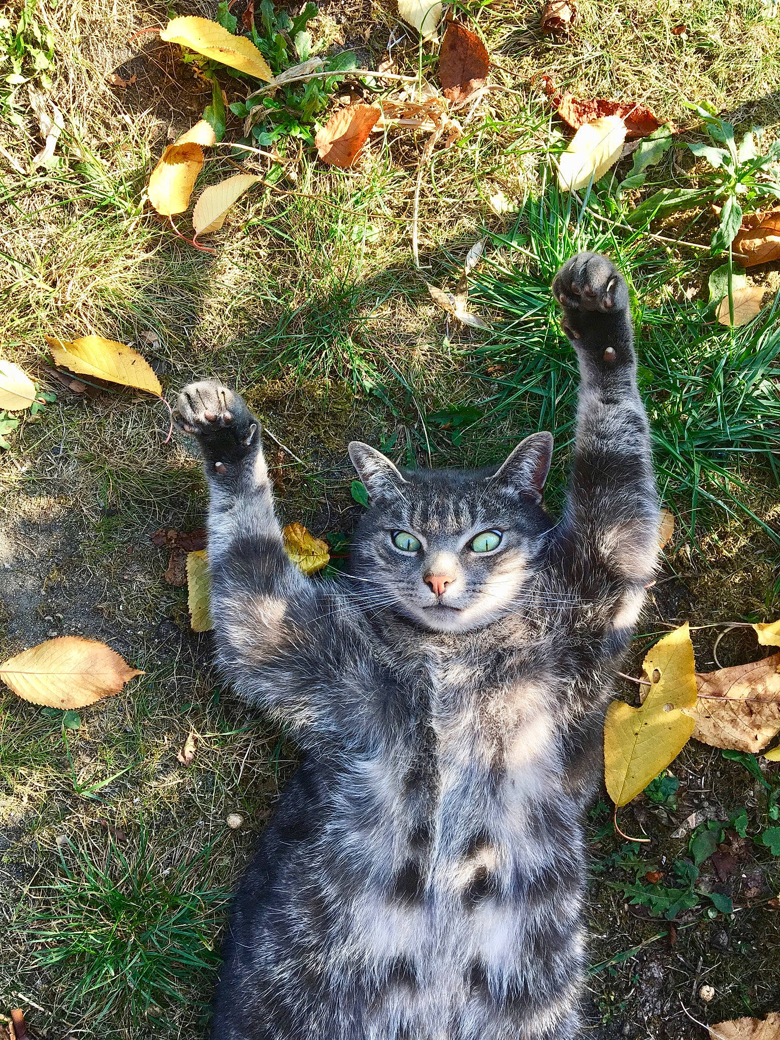 Apollo participe au concours pour gagner de l'argent avec cette photo : black_cat, carnivore, cat, claw, domestic_short_haired_cat, fawn, felidae, fur, grass, green, groundcover, leaf, paw, plant, small_to_medium_sized_cats, snout, tail, terrestrial_animal, tree, whiskers