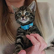 Dexter is registered to the contest to win money with this photo: kitten, cat, blue_collar, person, hand, beige_sweater, long_hair, indoor, pet, cute, young_animal, feline, holding, close_up, portrait, whiskers, striped_fur, curious, domestic_animal, soft_lighting