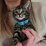 kitten, cat, blue_collar, person, hand, beige_sweater, long_hair, indoor, pet, cute, young_animal, feline, holding, close_up, portrait, whiskers, striped_fur, curious, domestic_animal, soft_lighting
