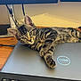 Dexter is registered to the contest to win money with this photo: kitten, cat, tabby, laptop, technology, computer, keyboard, monitor, desk, indoor, pet, fur, whiskers, eyes, ears, wooden_desk, electronics, relaxed, cute, home_office