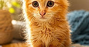 Baloo participe au concours pour gagner de l'argent avec cette photo : kitten, orange_cat, fluffy, cute, pet, animal, indoor, soft_light, toy_ball, curious, small, young, furry, closeup, whiskers, ears, paws, portrait, cozy, domestic_cat