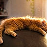 Baloo participe au concours pour gagner de l'argent avec cette photo : cat, kitten, orange_cat, sleeping, napping, fur, pet, animal, indoor, chair, leather, sunlight, warm_light, relaxing, cozy, cute, domestic_cat, feline, resting, home