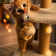 Baloo participe au concours pour gagner de l'argent avec cette photo : kitten, cat, orange_cat, pet, cute, playful, toy, cat_tree, indoor, feline, whiskers, curious, young, fur, claw, paws, soft_light, cozy, bokeh, animal