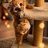 kitten, cat, orange_cat, pet, cute, playful, toy, cat_tree, indoor, feline, whiskers, curious, young, fur, claw, paws, soft_light, cozy, bokeh, animal