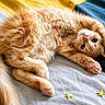 Baloo a rejoint le concours — aidez-le/la à gagner de superbes lots ! kitten, cat, orange_cat, fluffy, pet, cute, pink_paws, bed, blanket, cozy, stars, playful, feline, animal, young_cat, relaxed, indoor, soft, adorable, resting