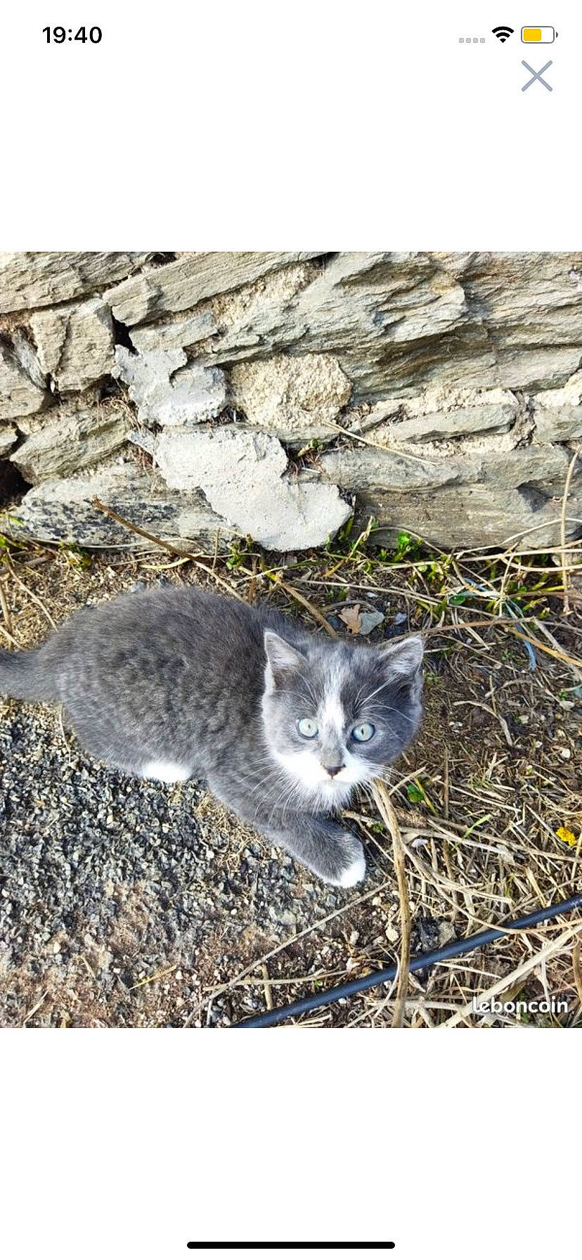 Nejma participe au concours pour gagner de l'argent avec cette photo : bedrock, carnivore, cat, domestic_short_haired_cat, eye, felidae, fur, grass, groundcover, paw, plant, rock, small_to_medium_sized_cats, snout, soil, tail, terrestrial_animal, twig, whiskers, wildlife