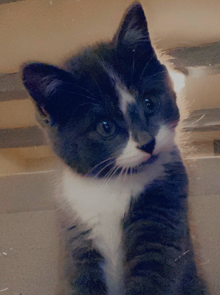 Nejma participe au concours pour gagner de l'argent avec cette photo : carnivore, cat, domestic_short_haired_cat, electric_blue, felidae, flooring, fur, paw, plant, shadow, small_to_medium_sized_cats, snout, tail, tints_and_shades, whiskers, window