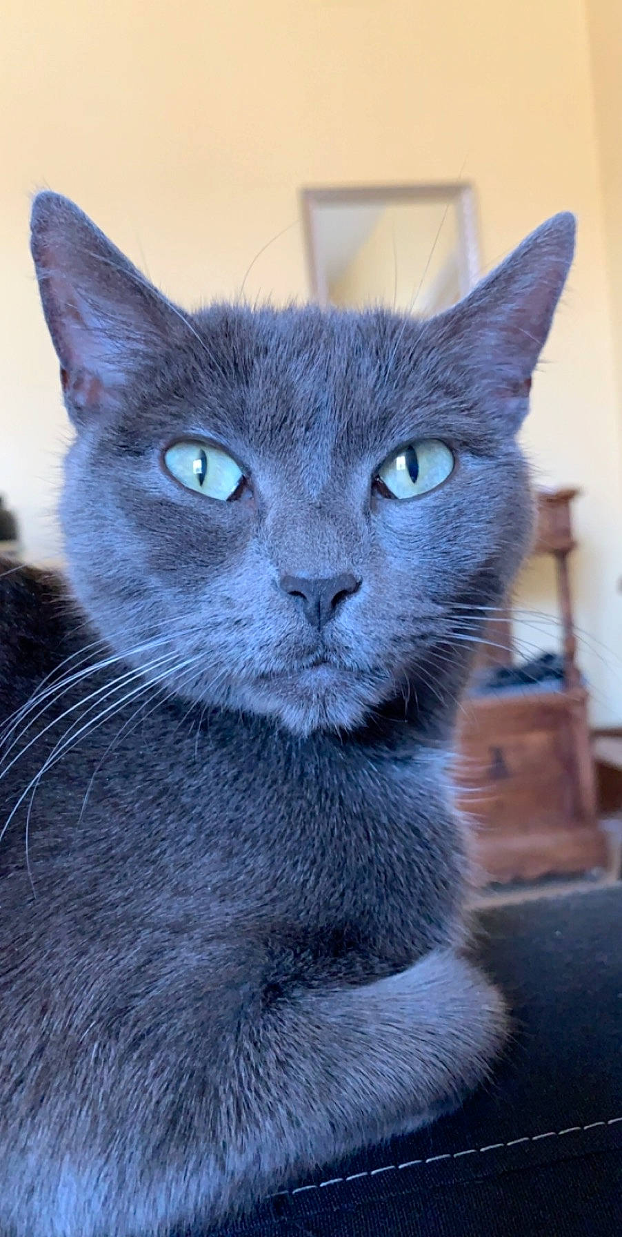 Câline a rejoint le concours — aidez-le/la à gagner de superbes lots ! carnivore, cat, domestic_short_haired_cat, electric_blue, felidae, fur, grey, iris, russian_blue, small_to_medium_sized_cats, snout, terrestrial_animal, whiskers