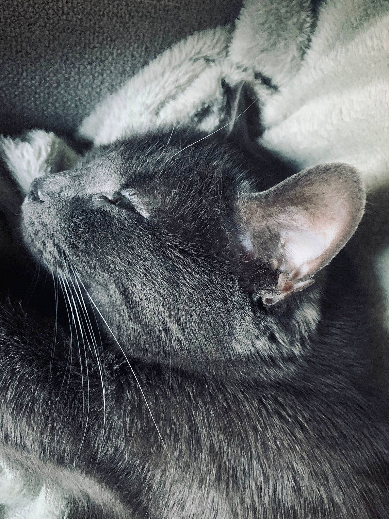 Câline a rejoint le concours — aidez-le/la à gagner de superbes lots ! black_cat, carnivore, cat, close_up, cloud, comfort, domestic_short_haired_cat, ear, felidae, fur, grey, mammal, monochrome, monochrome_photography, paw, small_to_medium_sized_cats, snout, tail, vertebrate, whiskers