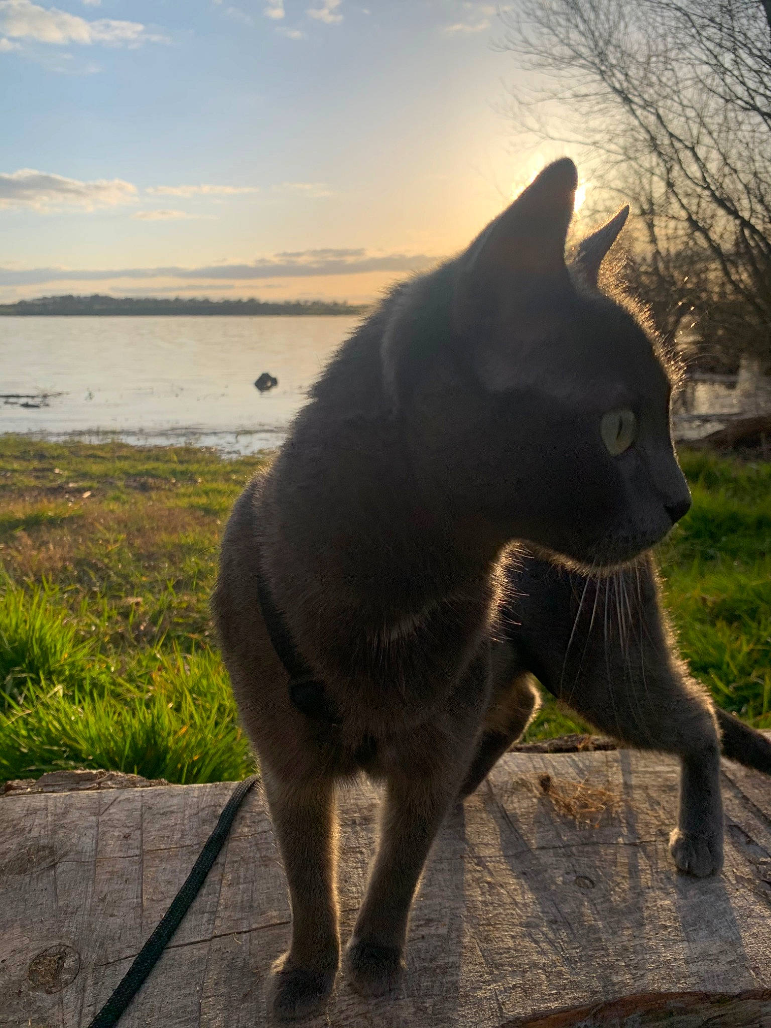 Câline a rejoint le concours — aidez-le/la à gagner de superbes lots ! carnivore, cat, cloud, dog_breed, domestic_short_haired_cat, fawn, felidae, fur, grass, lake, plant, sculpture, sky, small_to_medium_sized_cats, snout, tail, terrestrial_animal, tree, water, whiskers