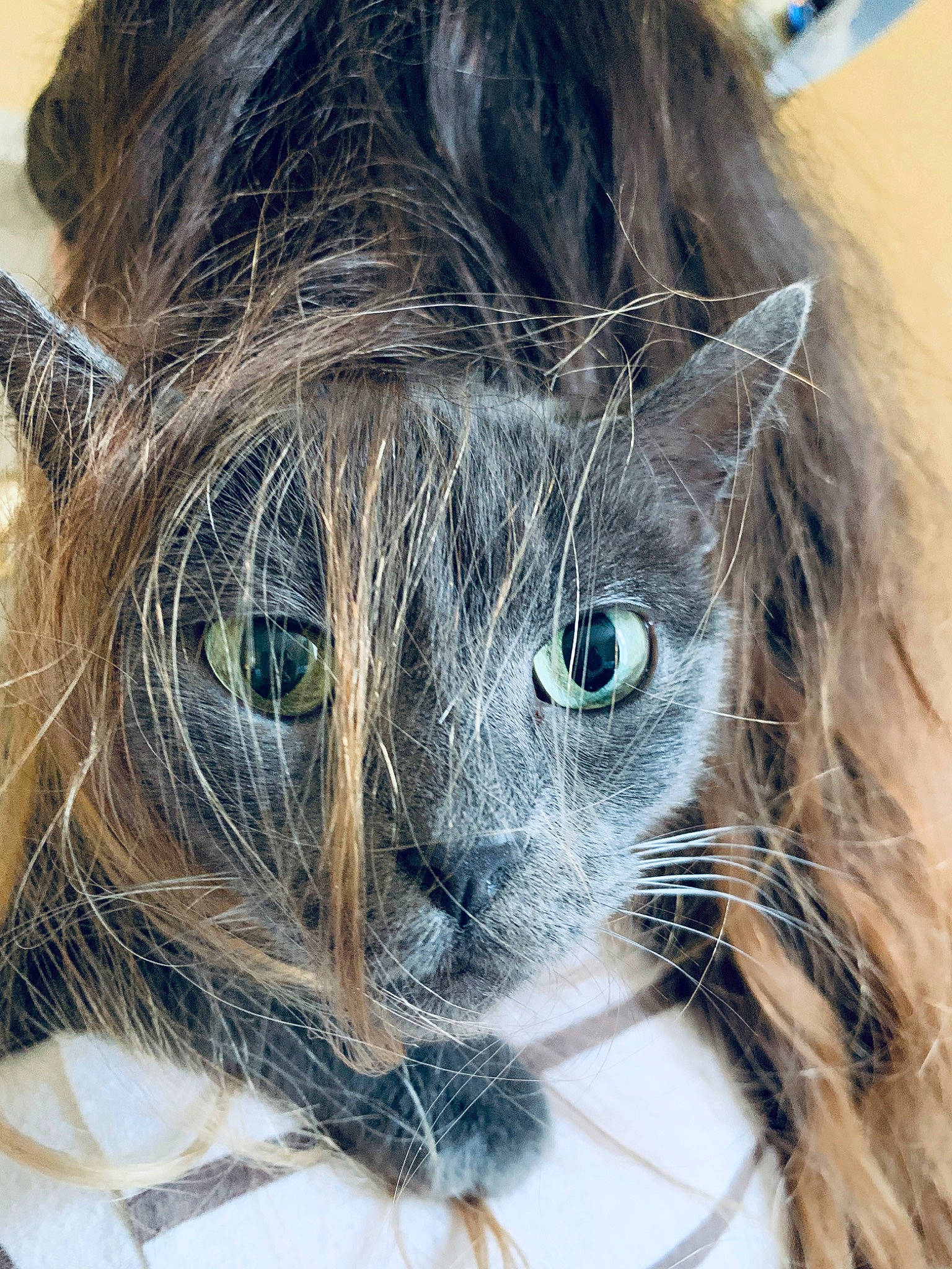 Câline participe au concours pour gagner de l'argent avec cette photo : carnivore, cat, close_up, eye, eyewear, fawn, feather, felidae, grass, hair, head, human_body, iris, mammal, small_to_medium_sized_cats, snout, terrestrial_animal, tree, vertebrate, whiskers