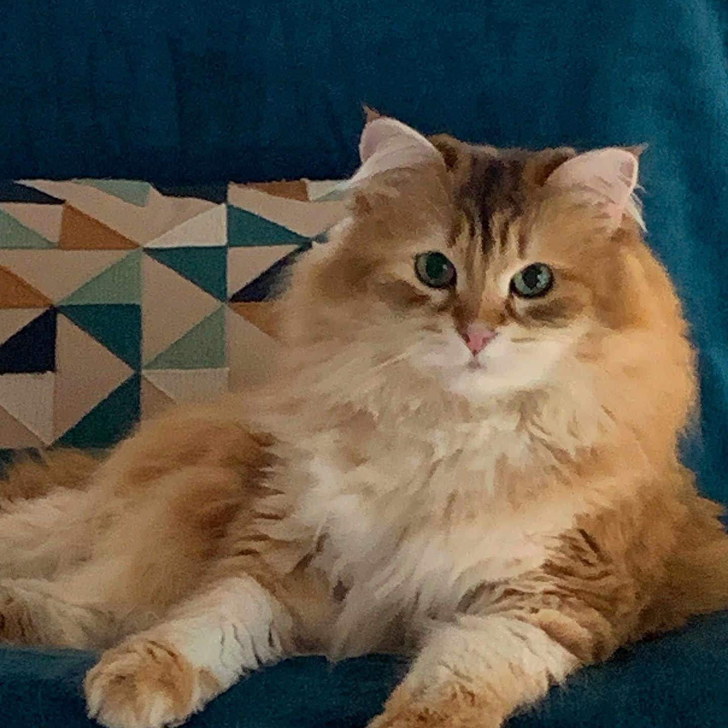Maya participe au concours pour gagner de l'argent avec cette photo : cat, comfortable, couch, cute, domestic_cat, ears, feline, fluffy, fur, geometric_pattern, green_eyes, indoor, living_room, orange, pet, pillow, relaxed, resting, whiskers, white