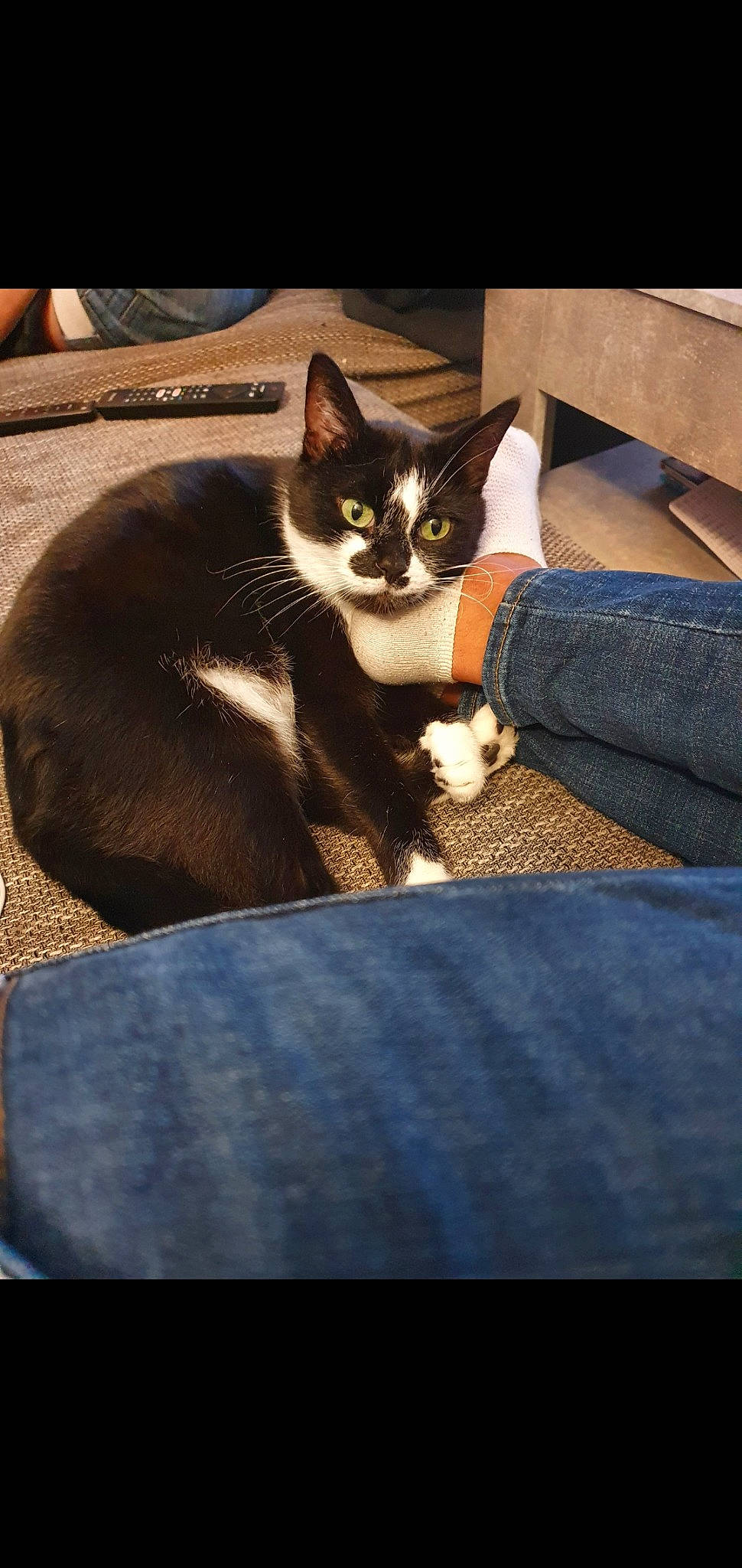 Ibis a rejoint le concours — aidez-le/la à gagner de superbes lots ! carnivore, cat, comfort, domestic_short_haired_cat, felidae, formal_wear, fur, grey, human_leg, lap, rectangle, shadow, sitting, small_to_medium_sized_cats, square, tail, tints_and_shades, whiskers, wood