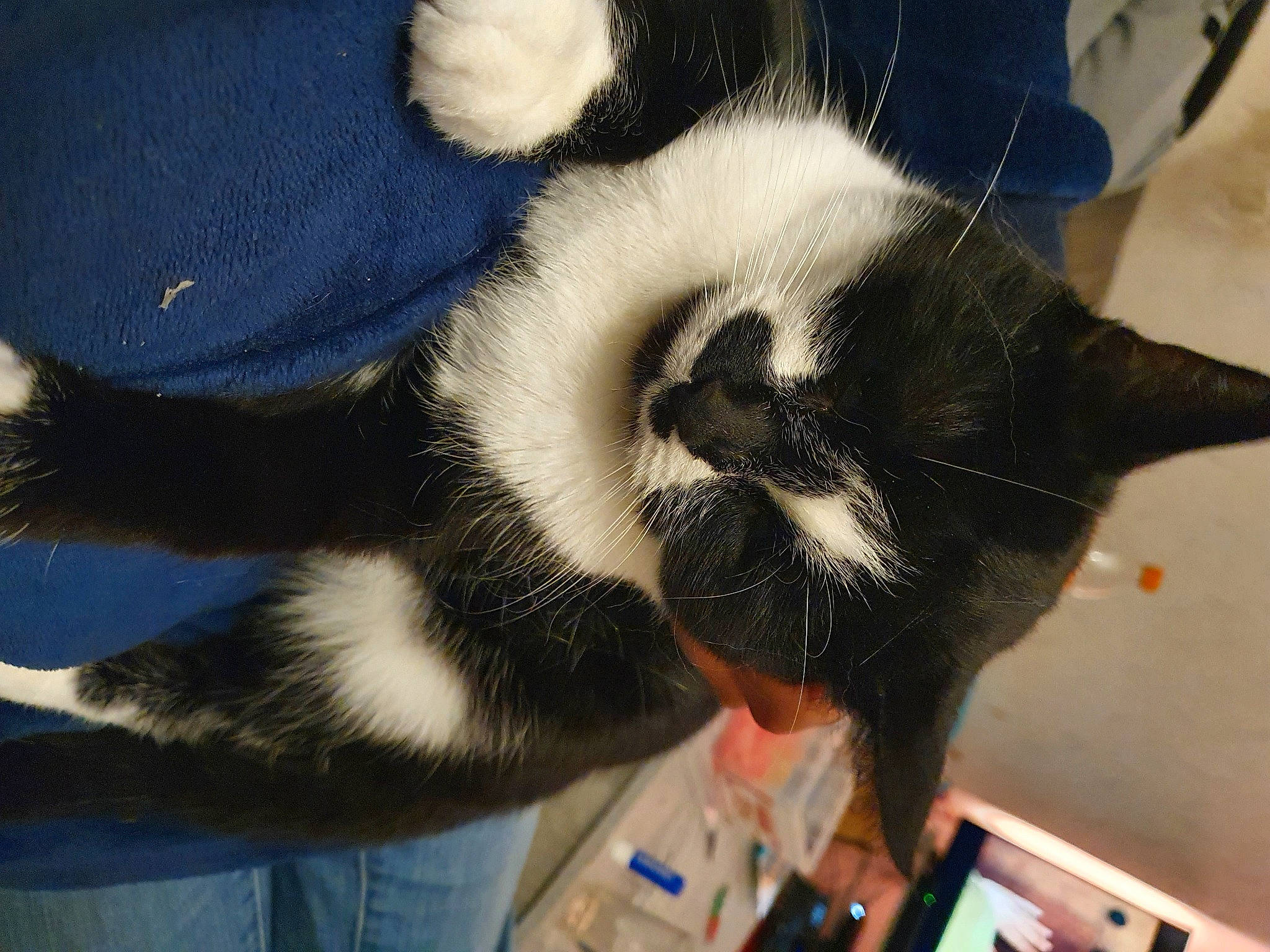 Ibis a rejoint le concours — aidez-le/la à gagner de superbes lots ! carnivore, cat, claw, comfort, domestic_short_haired_cat, electric_blue, eye, felidae, foot, fur, paw, small_to_medium_sized_cats, snout, tail, terrestrial_animal, whiskers