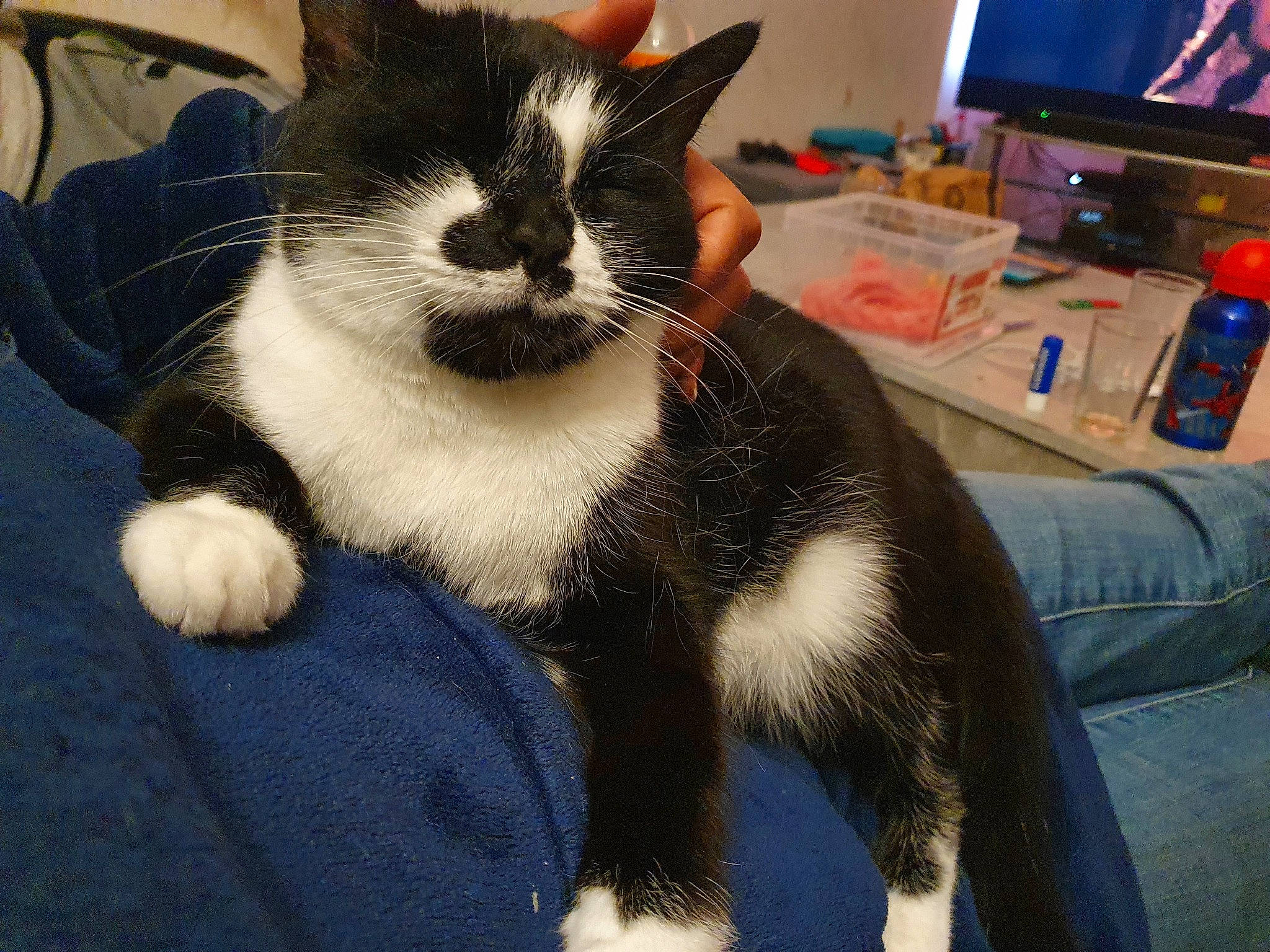 Ibis a rejoint le concours — aidez-le/la à gagner de superbes lots ! carnivore, cat, comfort, computer_keyboard, computer_monitor, desk, display_device, domestic_short_haired_cat, felidae, formal_wear, input_device, lap, peripheral, remote_control, small_to_medium_sized_cats, snout, tail, television, water_bottle, whiskers