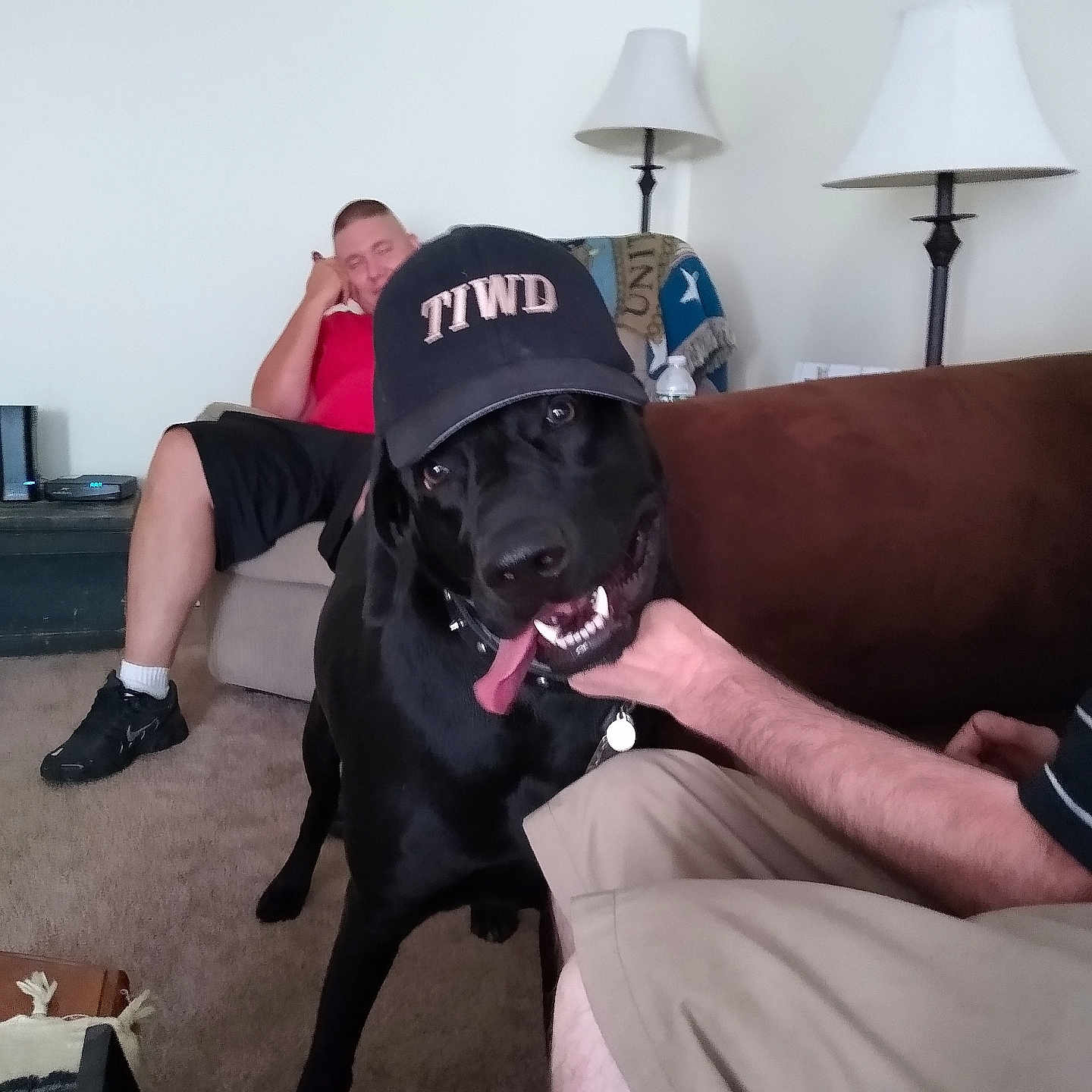 Hobbs is registered to the contest to win money with this photo: adult, animal, architecture, boy, building, canine, clothing, couch, dog, furniture, indoors, lamp, livingroom, male, man, person, pet, room, tablelamp, teen
