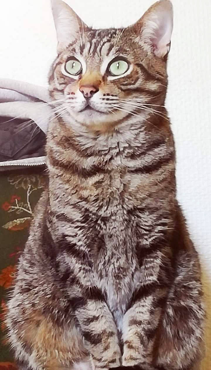 Sangha a rejoint le concours — aidez-le/la à gagner de superbes lots ! carnivore, cat, claw, domestic_short_haired_cat, felidae, fur, small_to_medium_sized_cats, snout, tail, terrestrial_animal, tree, whiskers, wildlife