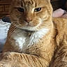 Cooper is registered to the contest to win money with this photo: animal, cat, closeup, collar, cozy, cute, cute_pet, domestic, feline, fur, indoor, mammal, orange_tabby, paw, pet, portrait, relaxed, resting, tabby, whiskers