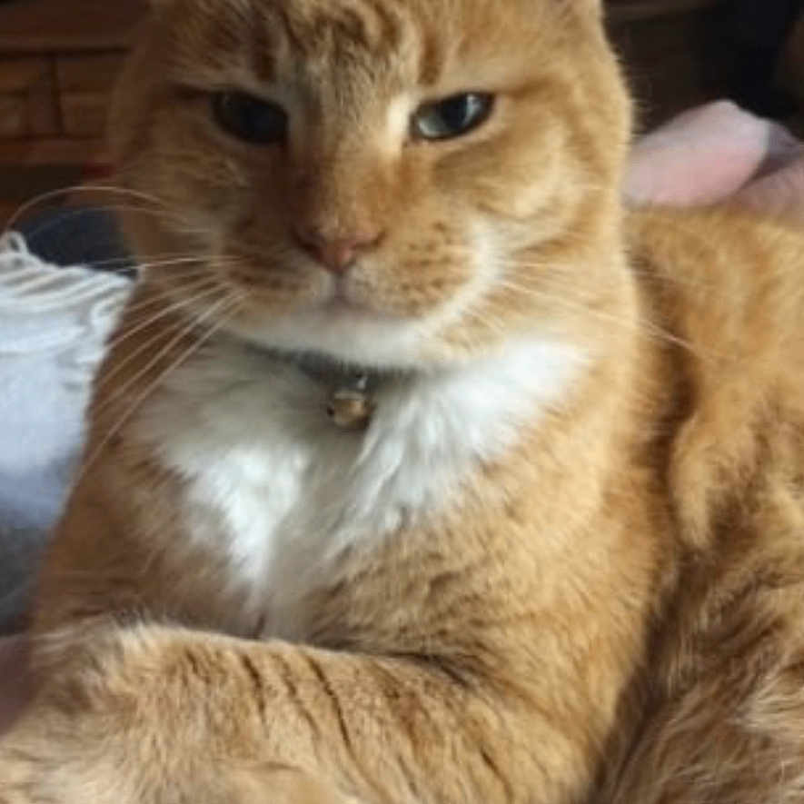 Cooper