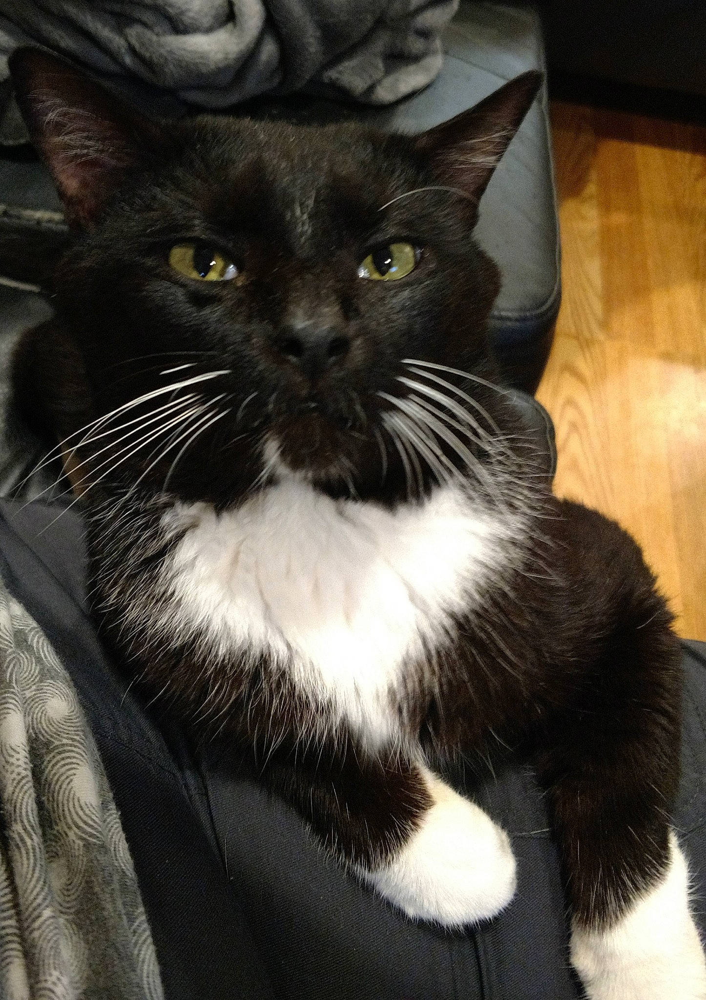 Fang is registered to the contest to win money with this photo: asian, black_and_white, black_cat, carnivore, cat, domestic_short_haired_cat, felidae, fur, kitten, mammal, polydactyl_cat, small_to_medium_sized_cats, snout, whiskers