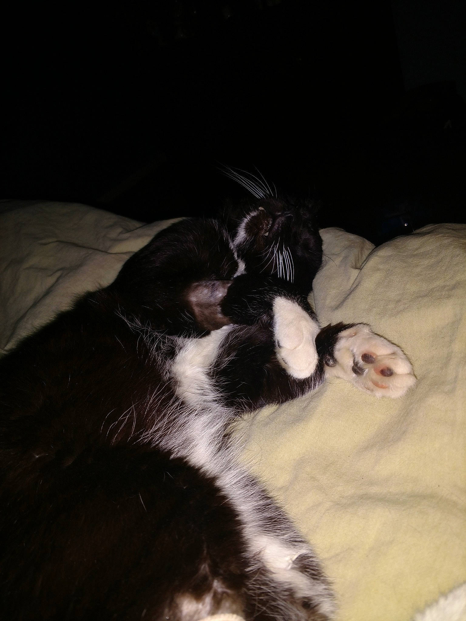 Fang joined the competition — help win amazing prizes! canidae, carnivore, cat, ear, felidae, fur, kitten, norwegian_forest_cat, paw, sleep, small_to_medium_sized_cats, sporting_group, tail, whiskers