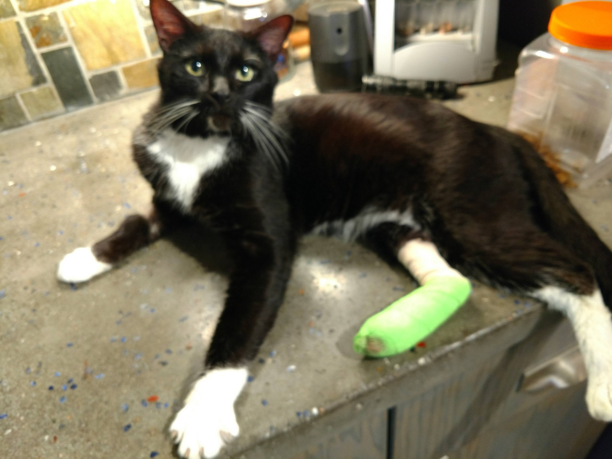 Fang joined the competition — help win amazing prizes! asian, black_cat, carnivore, cat, claw, domestic_short_haired_cat, european_shorthair, felidae, german_rex, kitten, mammal, paw, polydactyl_cat, small_to_medium_sized_cats, snapshot, snout, tail, vertebrate, whiskers