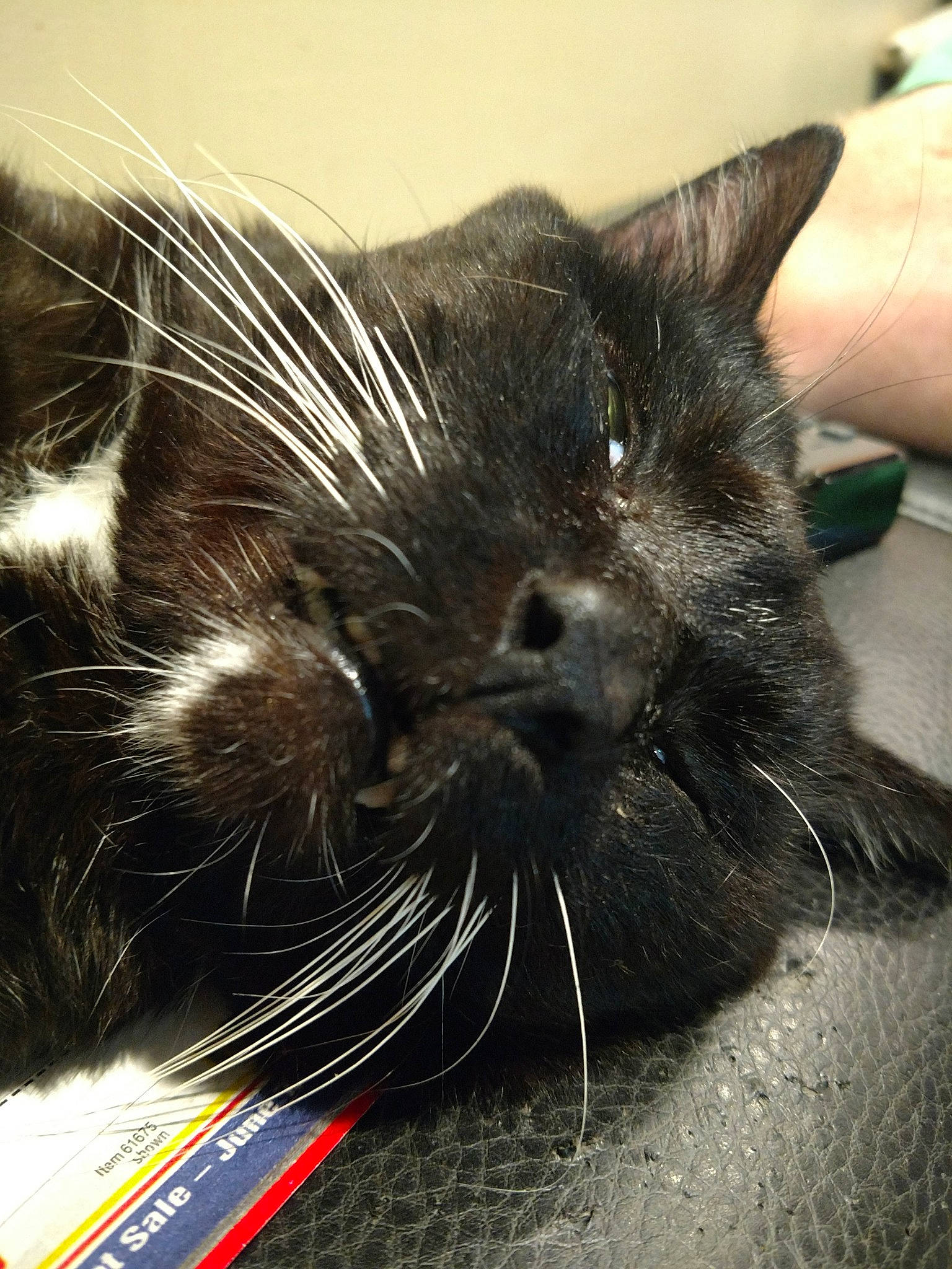 Fang is registered to the contest to win money with this photo: asian, black_cat, carnivore, cat, close_up, domestic_short_haired_cat, ear, eye, felidae, fur, kitten, norwegian_forest_cat, small_to_medium_sized_cats, snout, whiskers