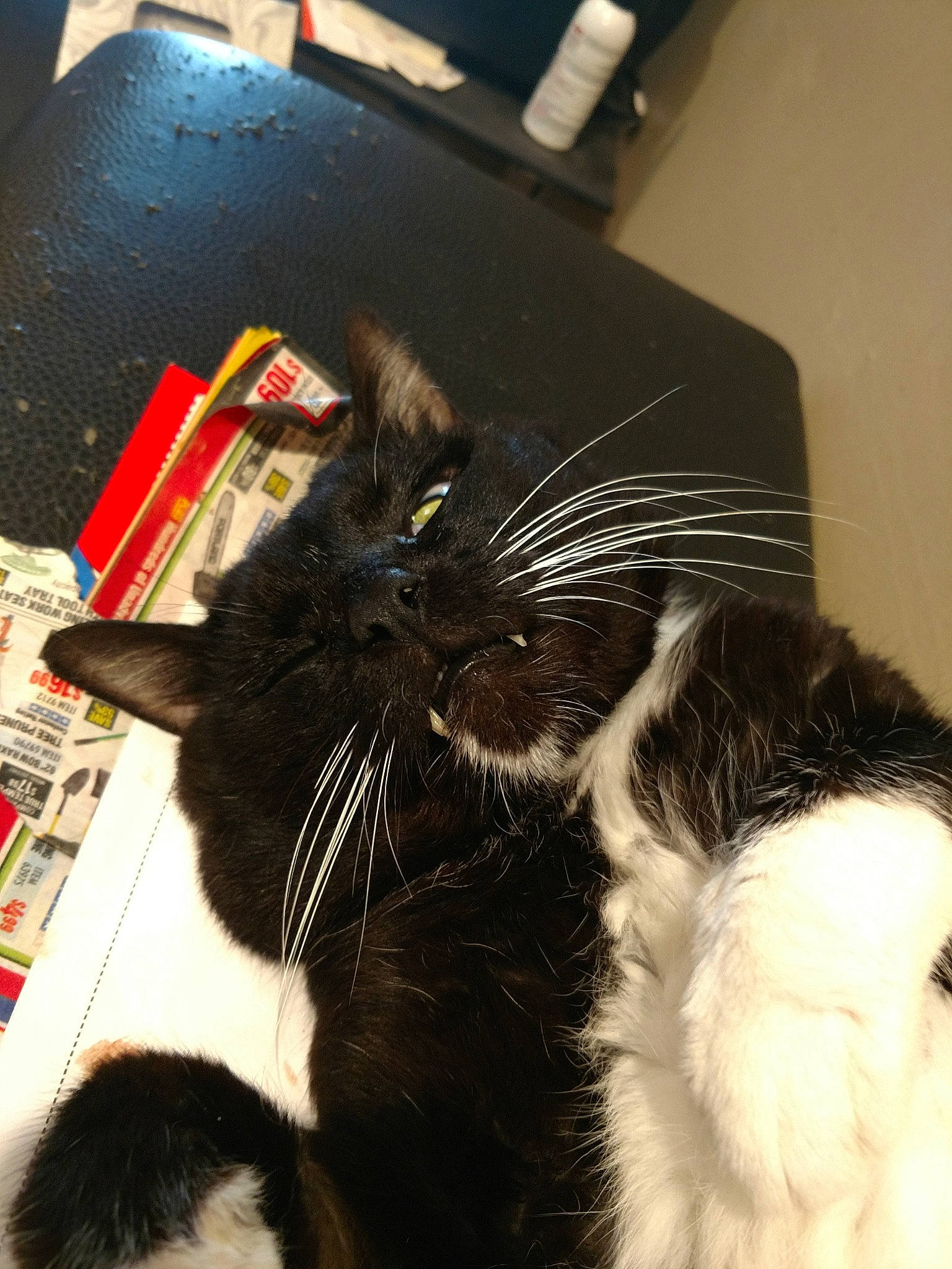 Fang joined the competition — help win amazing prizes! black_cat, carnivore, cat, felidae, fur, small_to_medium_sized_cats, tail, whiskers