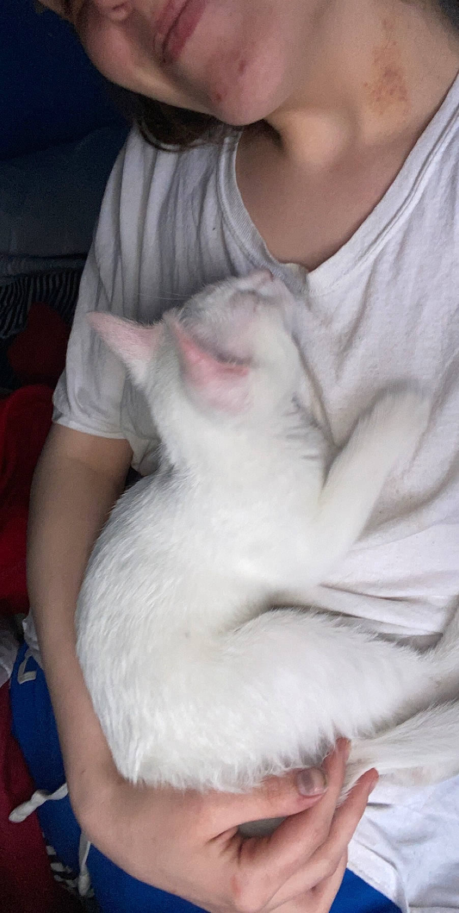 Blizzard joined the competition — help win amazing prizes! child, fur, hand, skin