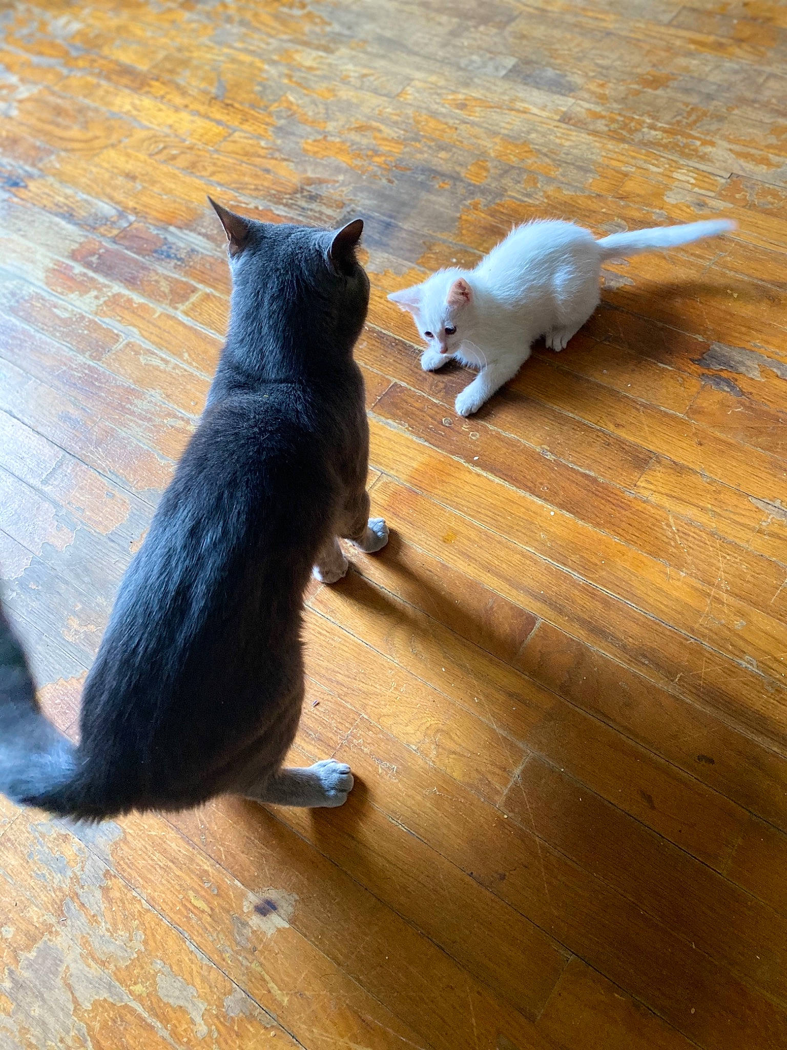 Blizzard joined the competition — help win amazing prizes! black_cat, carnivore, cat, domestic_short_haired_cat, fawn, felidae, floor, flooring, hardwood, kitten, laminate_flooring, paw, shadow, small_to_medium_sized_cats, tail, whiskers, wood, wood_flooring