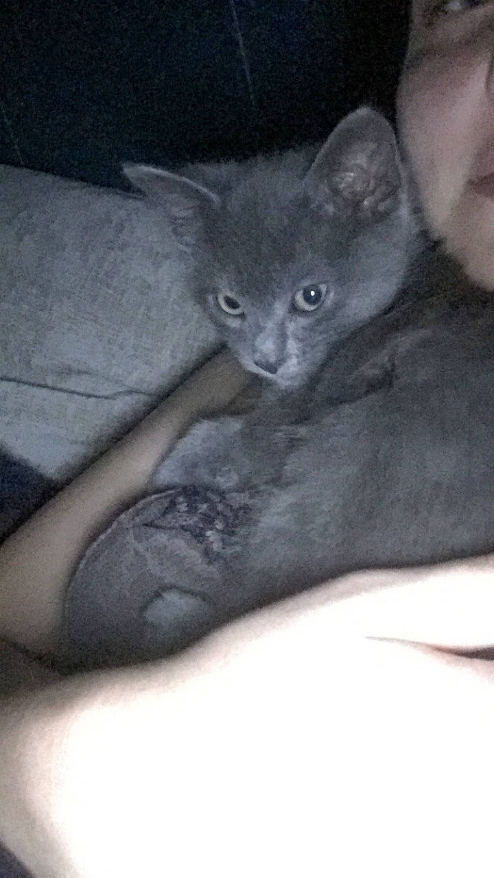 Smokey is registered to the contest to win money with this photo: british_shorthair, carnivore, cat, chartreux, domestic_short_haired_cat, ear, felidae, german_rex, kitten, korat, mammal, nebelung, oriental_longhair, russian_blue, small_to_medium_sized_cats, vertebrate, whiskers