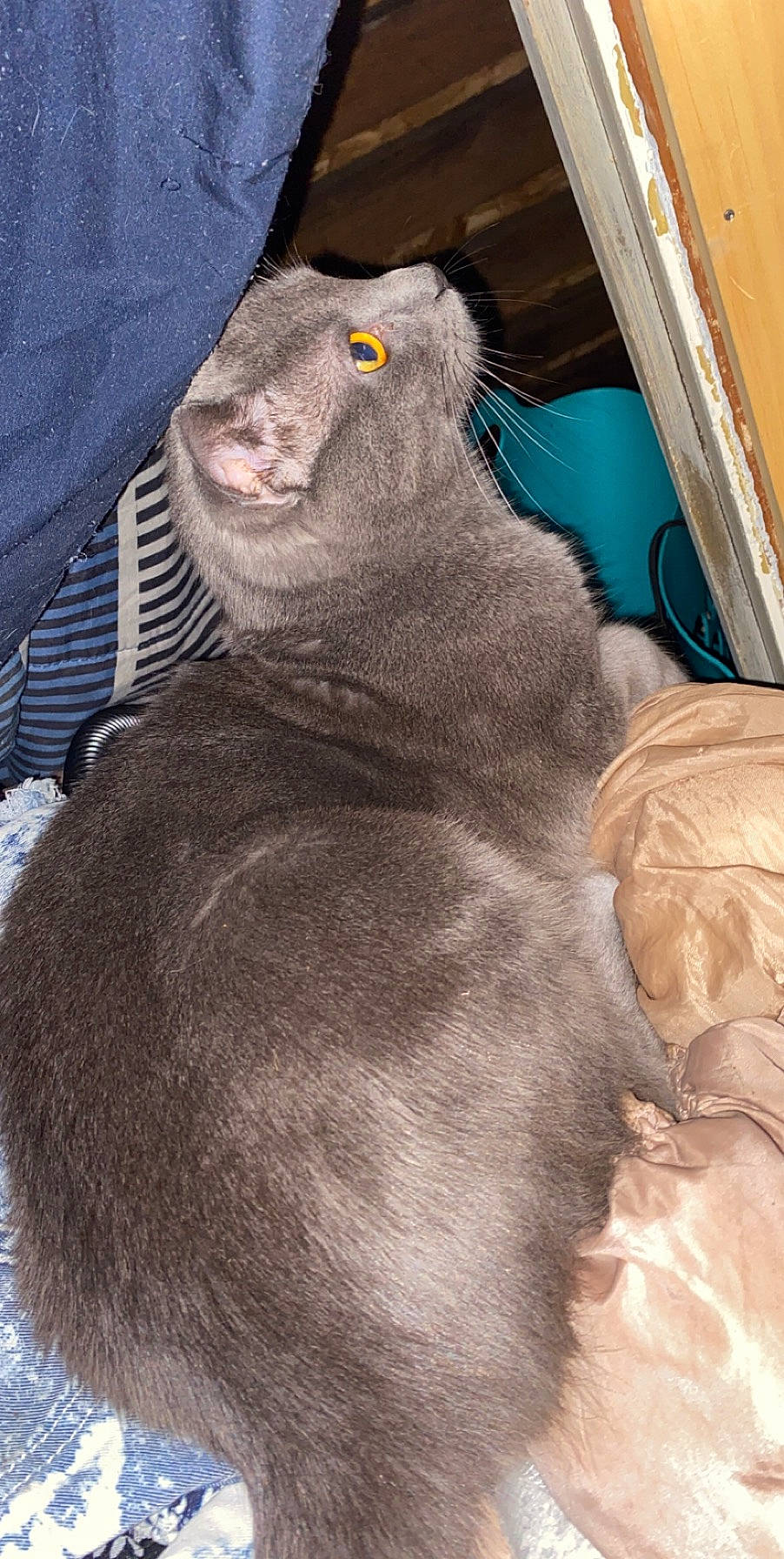 Smokey joined the competition — help win amazing prizes! carnivore, cat, chartreux, felidae, fur, korat, nebelung, russian_blue, small_to_medium_sized_cats, snout, sporting_group, whiskers