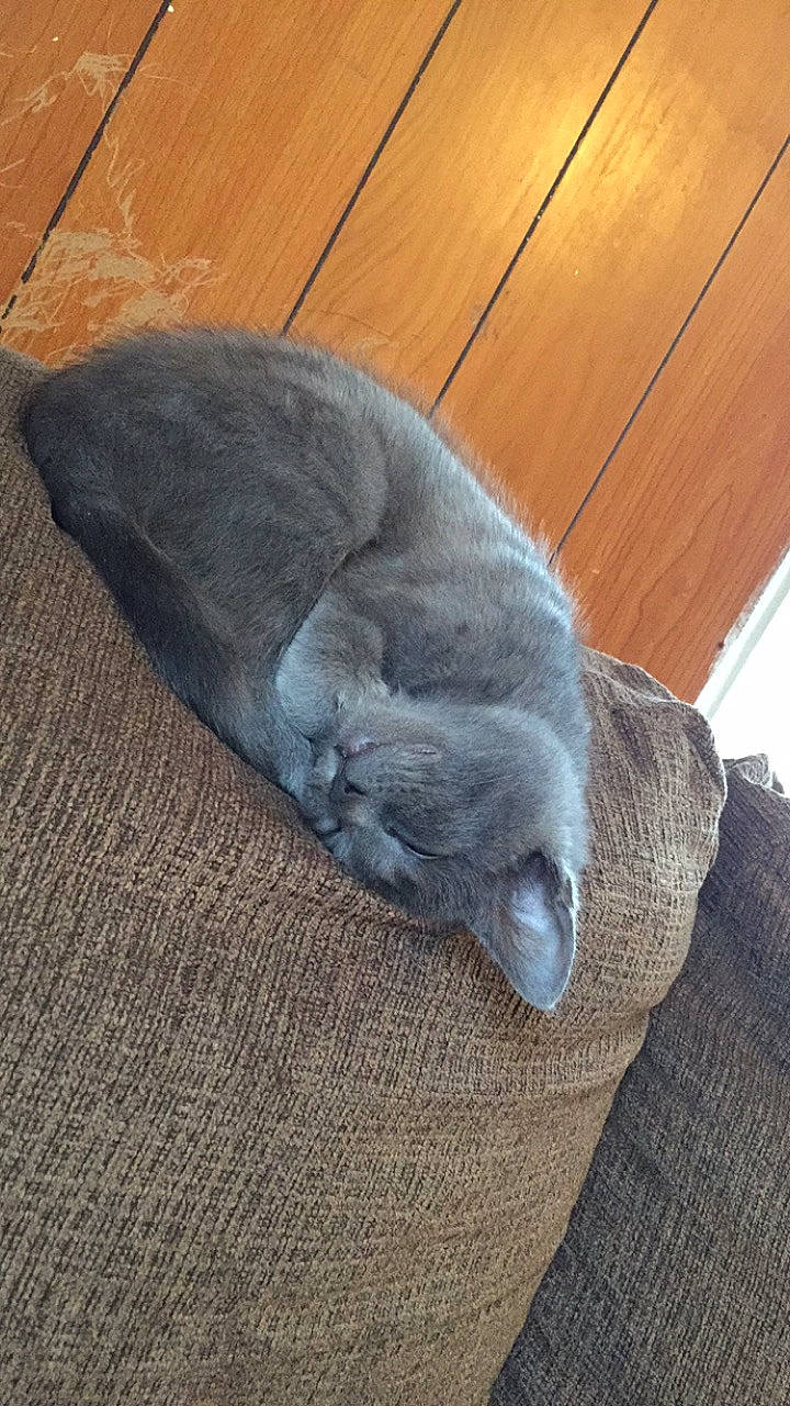 Smokey joined the competition — help win amazing prizes! british_shorthair, carnivore, cat, cat_bed, chartreux, domestic_short_haired_cat, fawn, felidae, fur, hardwood, korat, nebelung, russian_blue, small_to_medium_sized_cats, snout, tail, whiskers, wood