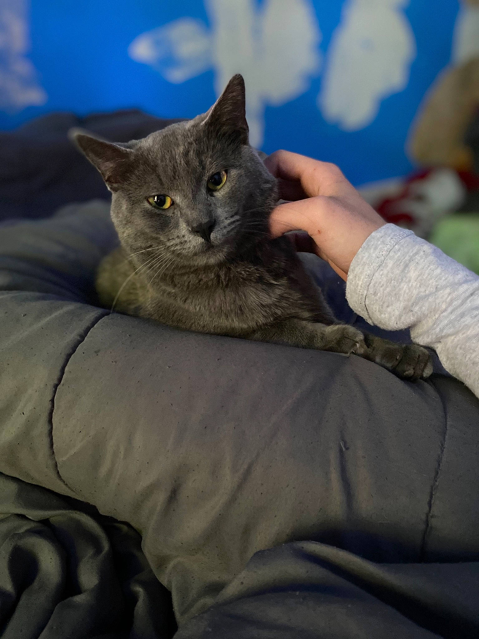 Smokey is registered to the contest to win money with this photo: asian, british_semi_longhair, british_shorthair, carnivore, cat, chartreux, domestic_short_haired_cat, european_shorthair, felidae, fur, kitten, mammal, nebelung, russian_blue, small_to_medium_sized_cats, whiskers