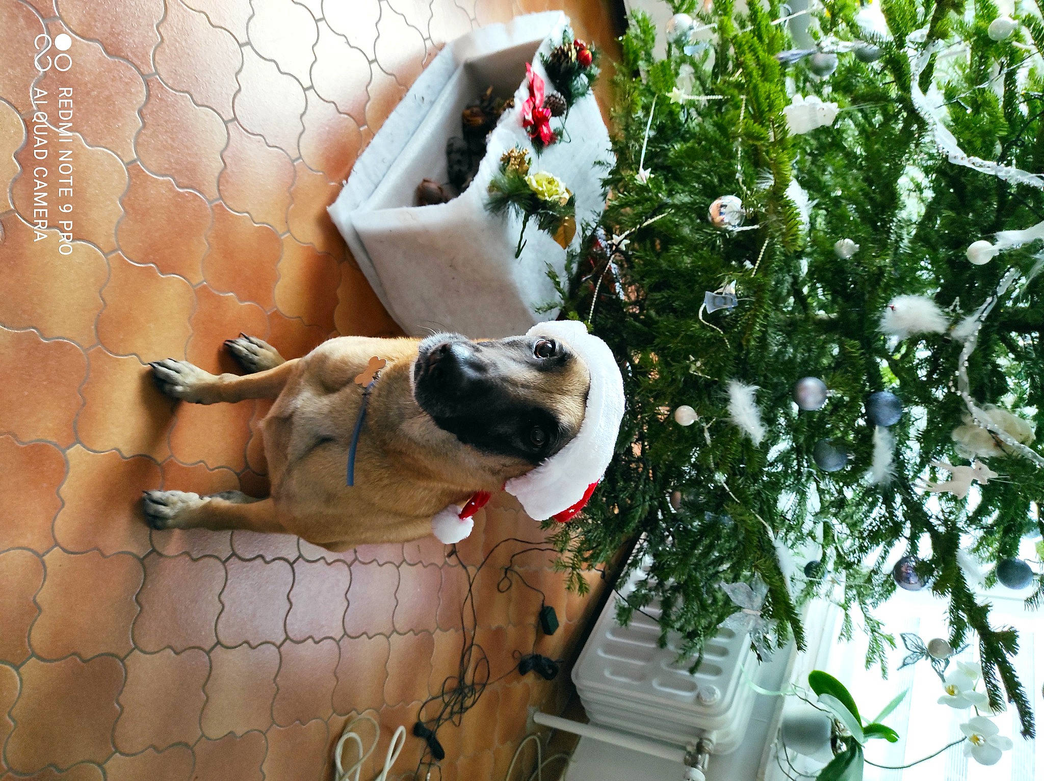 Oana a rejoint le concours — aidez-le/la à gagner de superbes lots ! canidae, carnivore, chain_link_fencing, collar, companion_dog, dog, dog_breed, dog_collar, dog_supply, fawn, hunting_dog, mesh, pet_supply, snout, sporting_group, vertebrate, wire_fencing, working_animal, working_dog