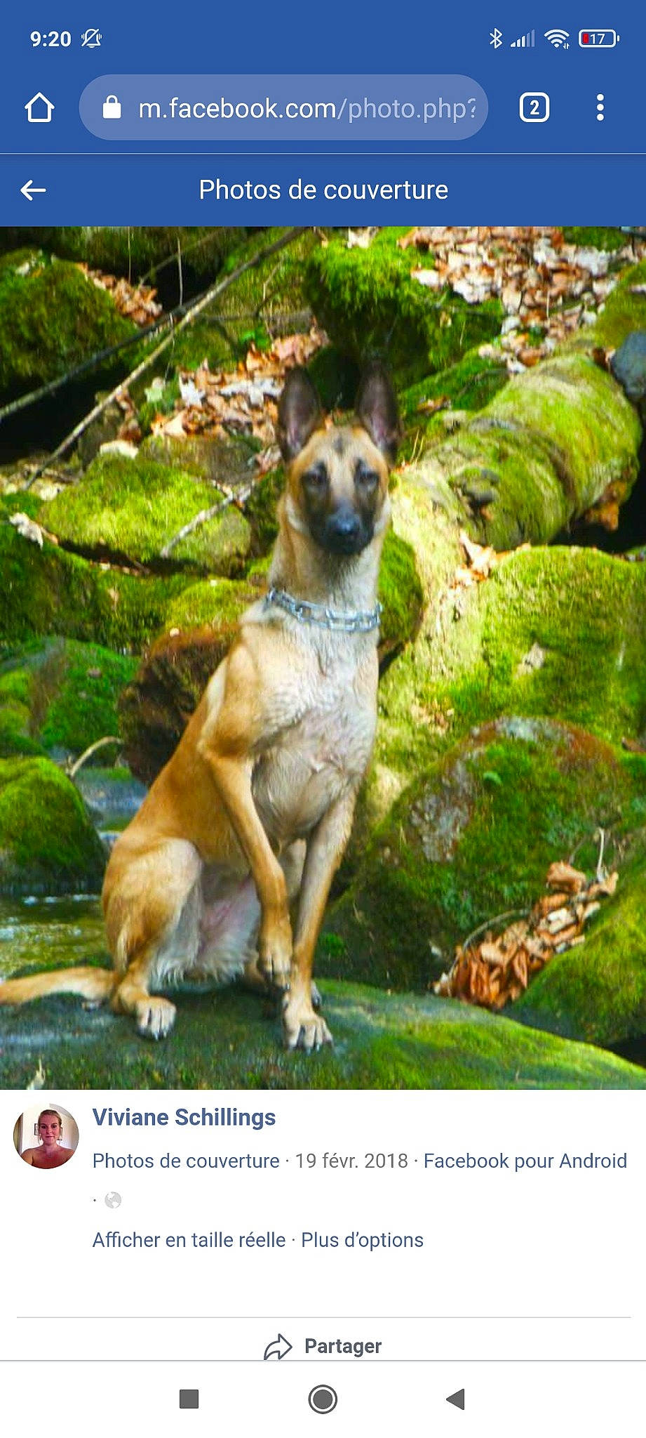 Oana a rejoint le concours — aidez-le/la à gagner de superbes lots ! adaptation, ancient_dog_breeds, canidae, carnivore, companion_dog, dog, dog_breed, fawn, grass, groundcover, landscape, nature, organism, photo_caption, plant, tail, terrestrial_animal, terrestrial_plant, wildlife, working_animal