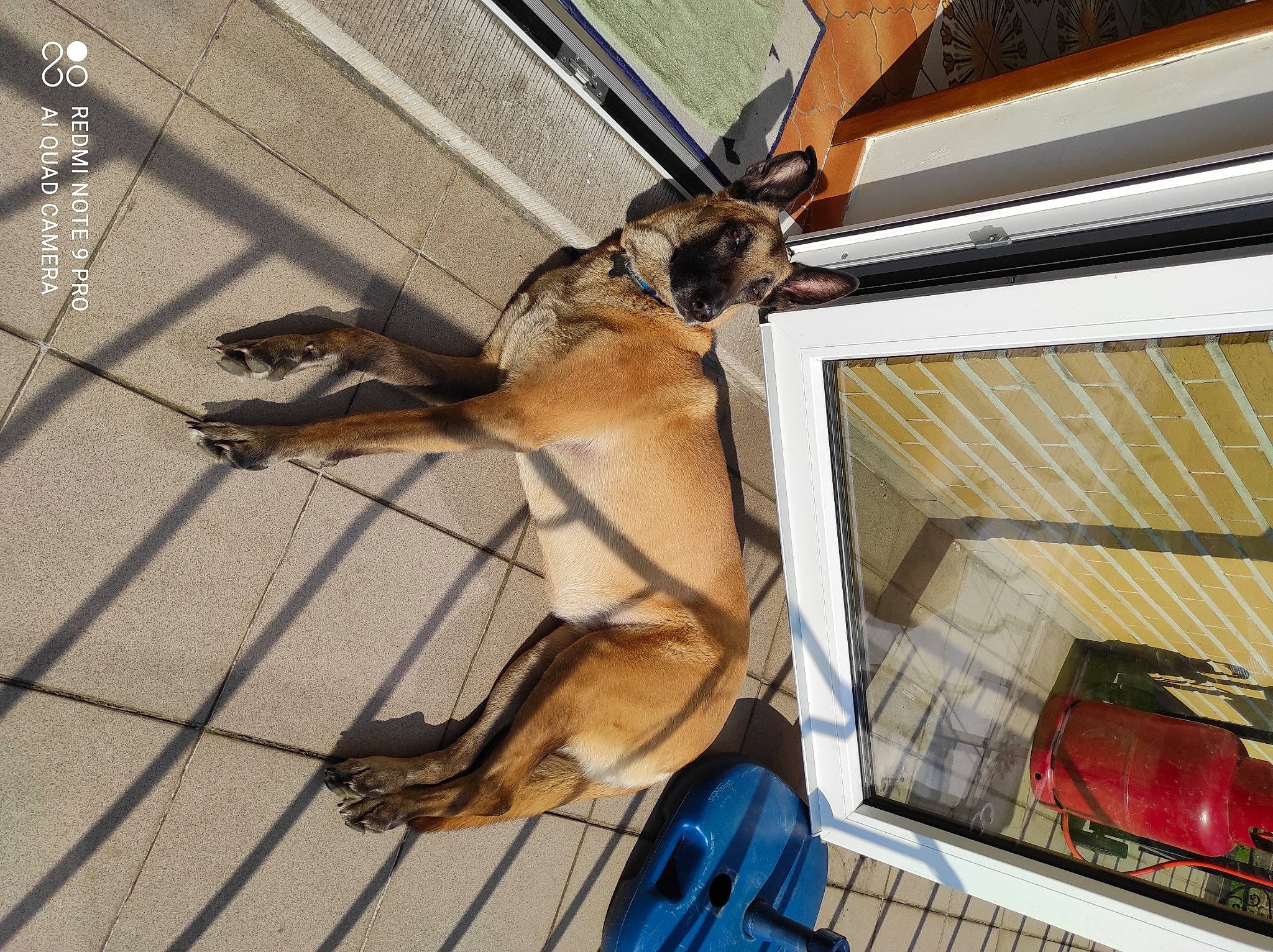 Oana a rejoint le concours — aidez-le/la à gagner de superbes lots ! automotive_exterior, automotive_lighting, carnivore, dog, dog_breed, fawn, flooring, fur, gas, hardwood, hood, snout, tail, terrestrial_animal, vehicle, vehicle_door, wildlife, window, wood, working_animal