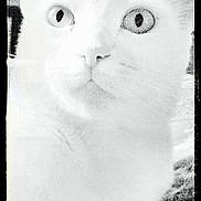Sugar is registered to the contest to win money with this photo: