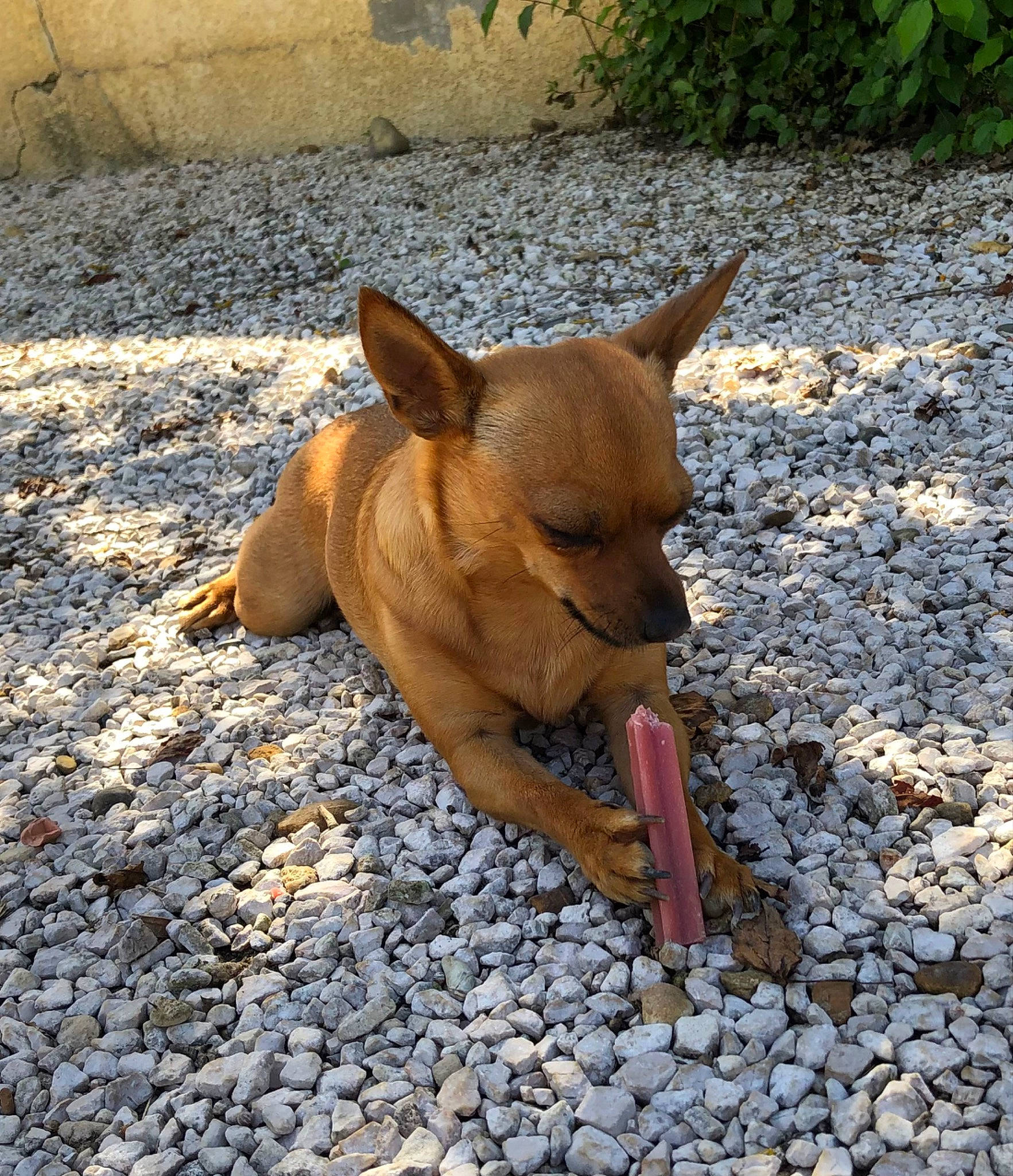 Sky a rejoint le concours — aidez-le/la à gagner de superbes lots ! carnivore, cobblestone, companion_dog, dog, dog_breed, fawn, grass, liver, plant, road_surface, rock, shadow, snout, soil, sporting_group, tail, terrestrial_animal, toy_dog, wood, working_animal