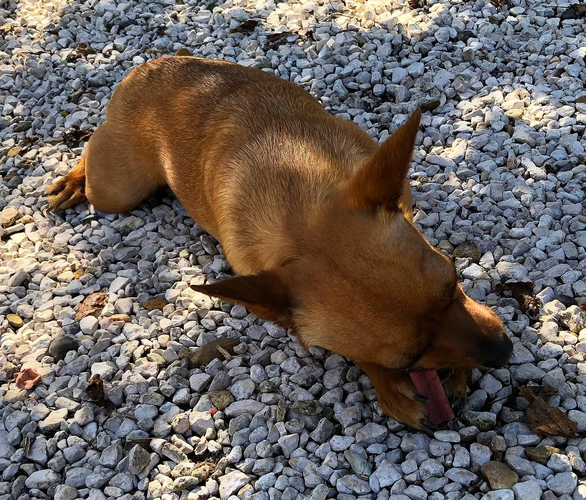 Sky a rejoint le concours — aidez-le/la à gagner de superbes lots ! canidae, carnivore, dog, dog_breed, fawn, fur, liver, rock, snout, soil, sporting_group, tail, terrestrial_animal, wildlife