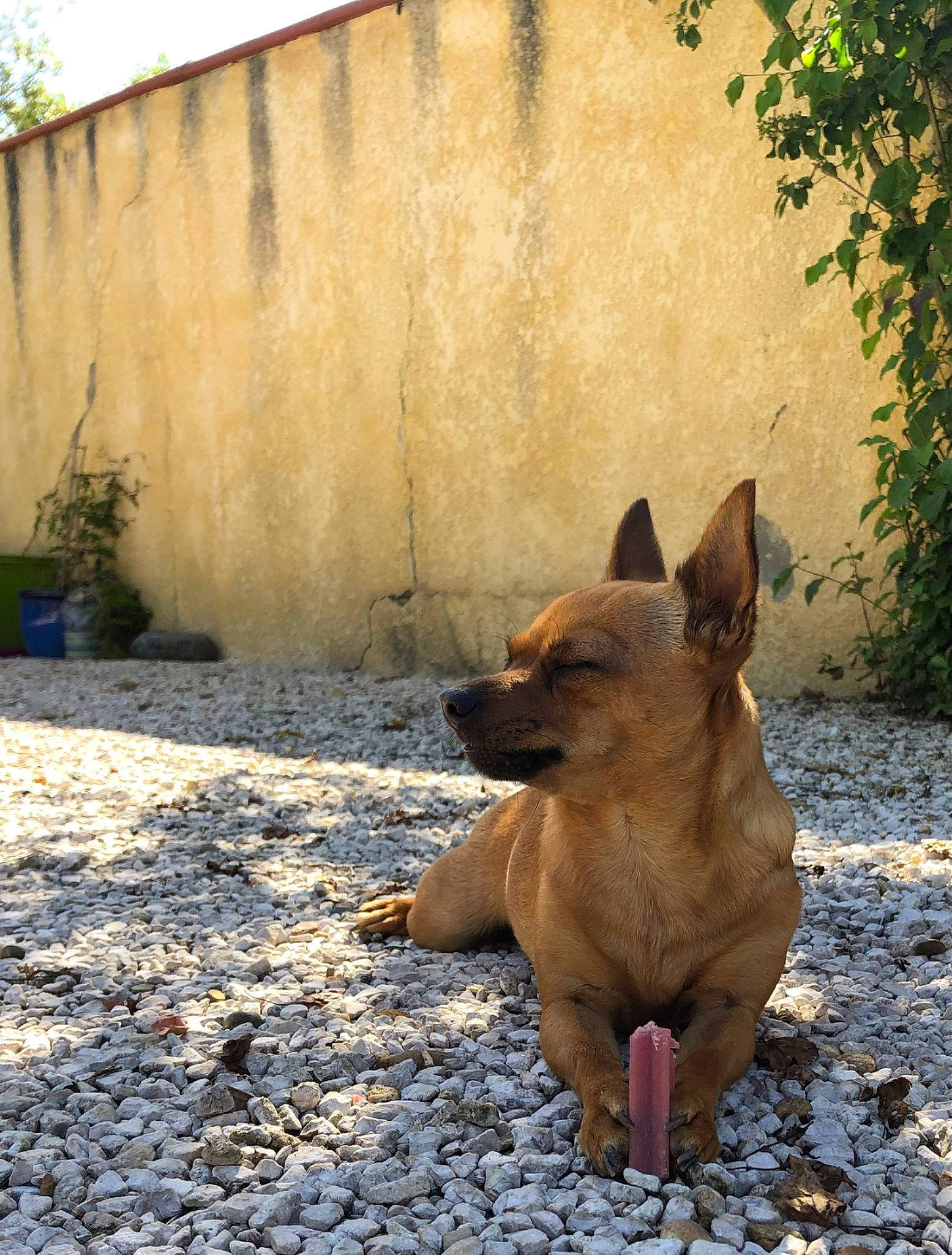Sky participe au concours pour gagner de l'argent avec cette photo : canidae, carnivore, companion_dog, dog, dog_breed, fawn, grass, plant, road_surface, snout, sporting_group, tail, terrestrial_animal, tints_and_shades, tree, whiskers, wildlife, window, wood, working_animal