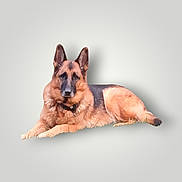 Falco participe au concours pour gagner de l'argent avec cette photo : dog, german_shepherd, animal, pet, lying_down, canine, fur, ears, collar, portrait, isolated, studio, background, mammal, domestic_animal, guard_dog, laying, resting, brown, black