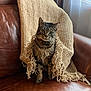 cat, tabby, blanket, knitted_blanket, fringe, leather_couch, brown_couch, indoor, window_light, pet, feline, curious, cozy, sitting, fur, collar, domestic_cat, home, comfort, relaxed