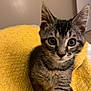 kitten, tabby, cat, pet, animal, feline, cute, yellow_blanket, indoor, closeup, fur, whiskers, ears, eyes, young, adorable, curious, sitting, portrait, soft