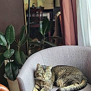 Remington joined the competition — help win amazing prizes! cat, tabby_cat, chair, indoor, plant, mirror, curtain, wood_floor, furniture, relaxed, pet, green_eyes, cozy, living_room, home_decor, domestic_animal, resting, calm, soft_light, gray